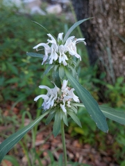 Monarda citriodora austromontana