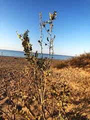 Caragana microphylla