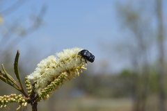 Clinteroides permutans