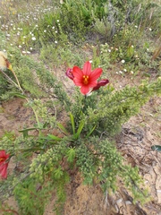 Ixia pumilio