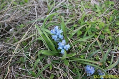 Bellevalia hyacinthoides