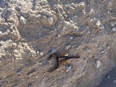 Opistophthalmus latro