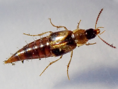 Lordithon trinotatus