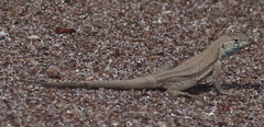 Microlophus quadrivittatus