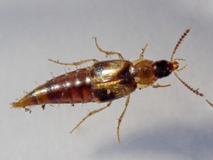 Lordithon trinotatus