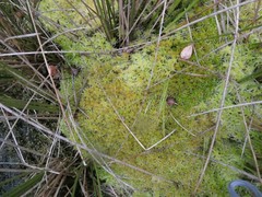 Sphagnum fallax