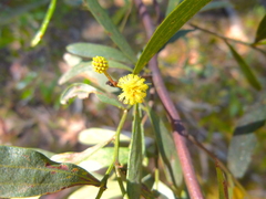 Acacia verniciflua