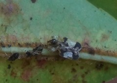 Corythucha associata