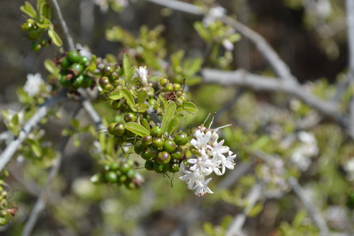 Ehretia rigida (Ehretia rigida)