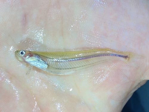 African glass catfish (Parailia occidentalis) — Schilbeidae — 4