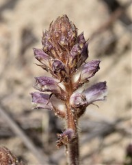 Orobanche minor