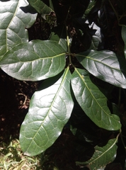 Cassipourea gummiflua