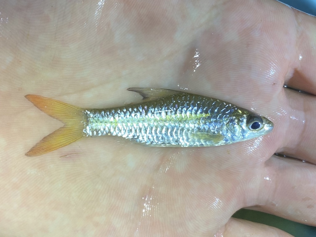 Brazza's barb (Enteromius brazzai) — Cyprinidae