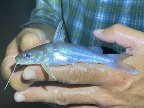 Ogowe catfish (Chrysichthys ogooensis) — Claroteidae