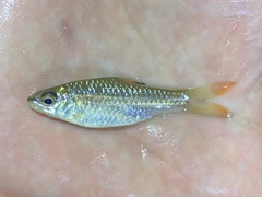 Enteromius holotaenia