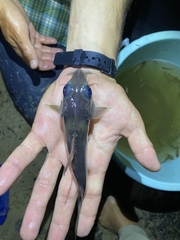 Chrysichthys aluuensis