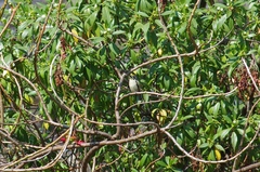 Pogoniulus chrysoconus