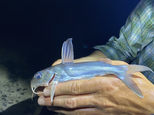 Claroteid catfish (Chrysichthys aluuensis) — Claroteidae