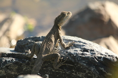 Amphibolurinae