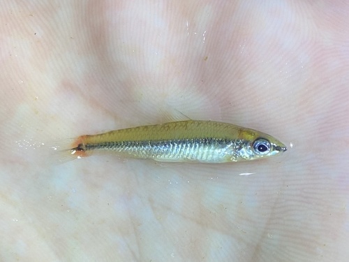 Small African darter (Nannocharax parvus) — Distichodontidae — 2