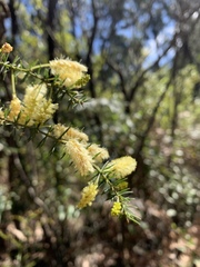 Acacia verticillata verticillata