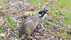 Melithreptus gularis