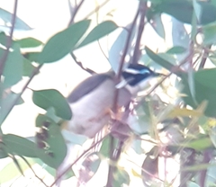 Melithreptus gularis