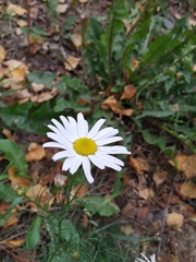 Tripleurospermum inodorum