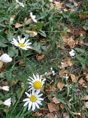 Tripleurospermum inodorum