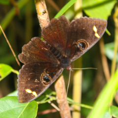 Erebus hieroglyphica