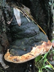 Fomitopsis pinicola