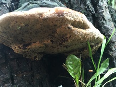 Fomitopsis pinicola