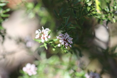 Grevillea phylicoides