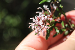 Grevillea phylicoides
