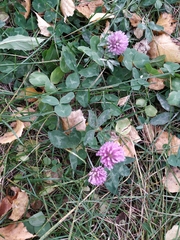 Trifolium pratense
