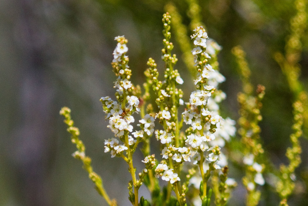 chamise (Plants of Samuel P. Taylor State Park) · iNaturalist