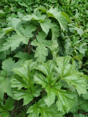 Heracleum sphondylium
