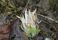 Clavaria fragilis vermicularis
