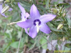 Campanula versicolor