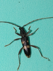 Coleocoptus senio