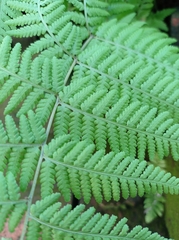 Macrothelypteris