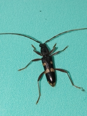 Coleocoptus senio