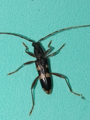 Coleocoptus senio