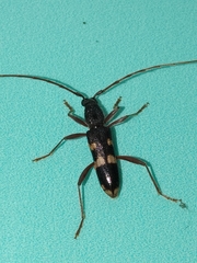 Coleocoptus senio