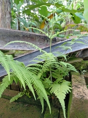 Macrothelypteris