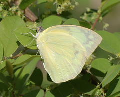 Catopsilia pomona pomona