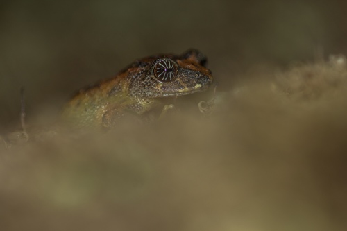 Raorchestes signatus