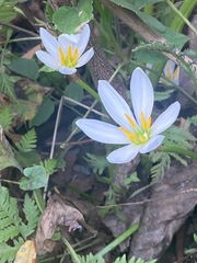 Zephyranthes candida