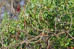 Pogoniulus chrysoconus