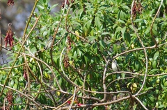 Pogoniulus chrysoconus